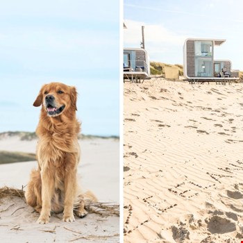 Van de Waddeneilanden tot Toscane: dit zijn de leukste plekken waar je hond gewoon mee mag